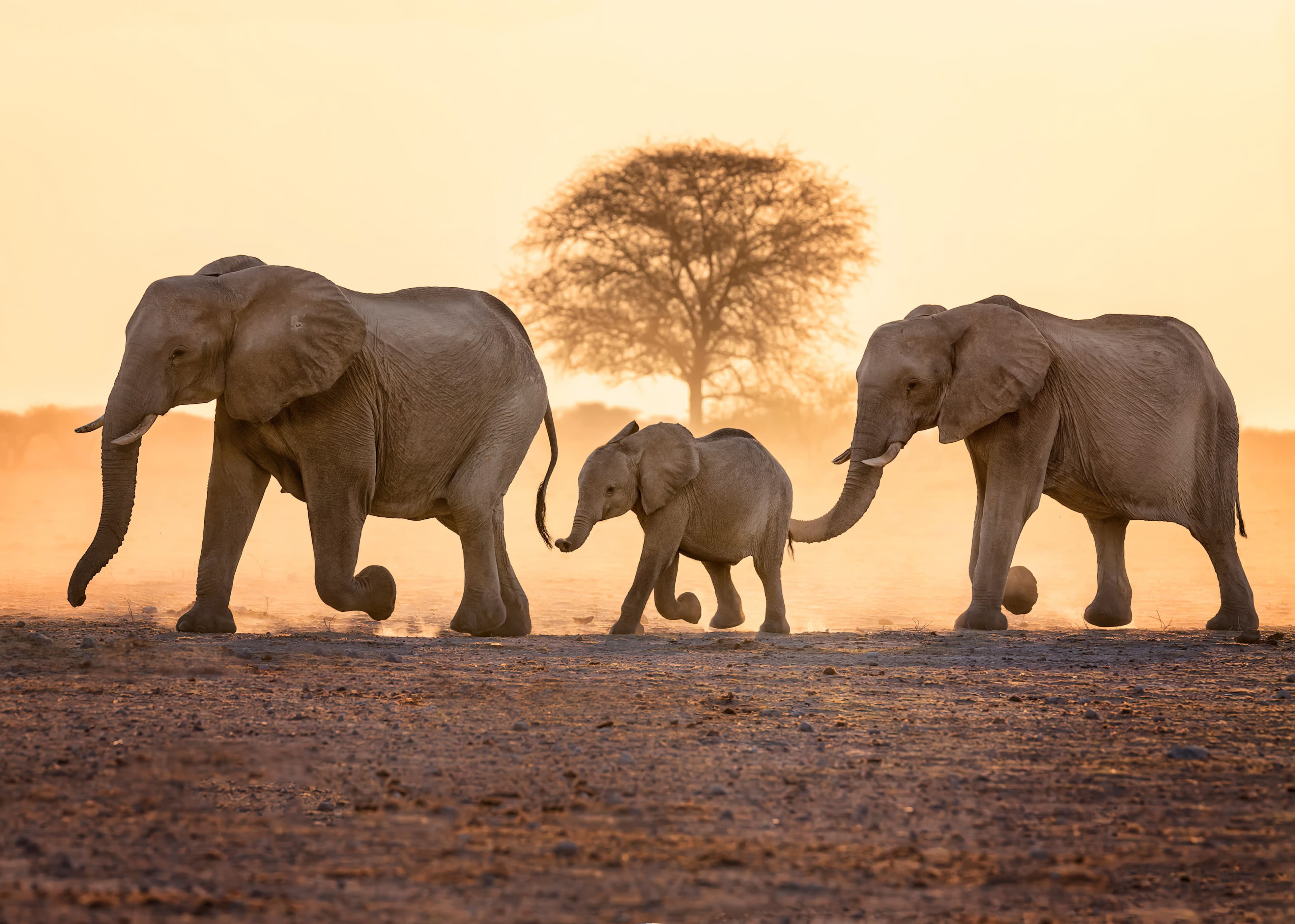 Sri Lanka wildlife